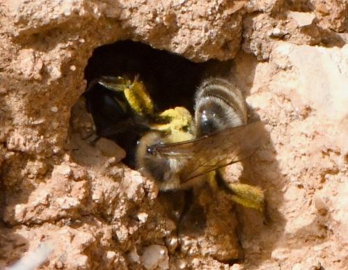 Andrena sp.